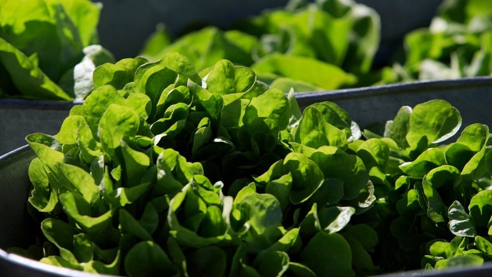 A U.S. Cyclospora outbreak tied to suspected Taylor Farms lettuce hurt Taco Bell sales while investigators continued testing