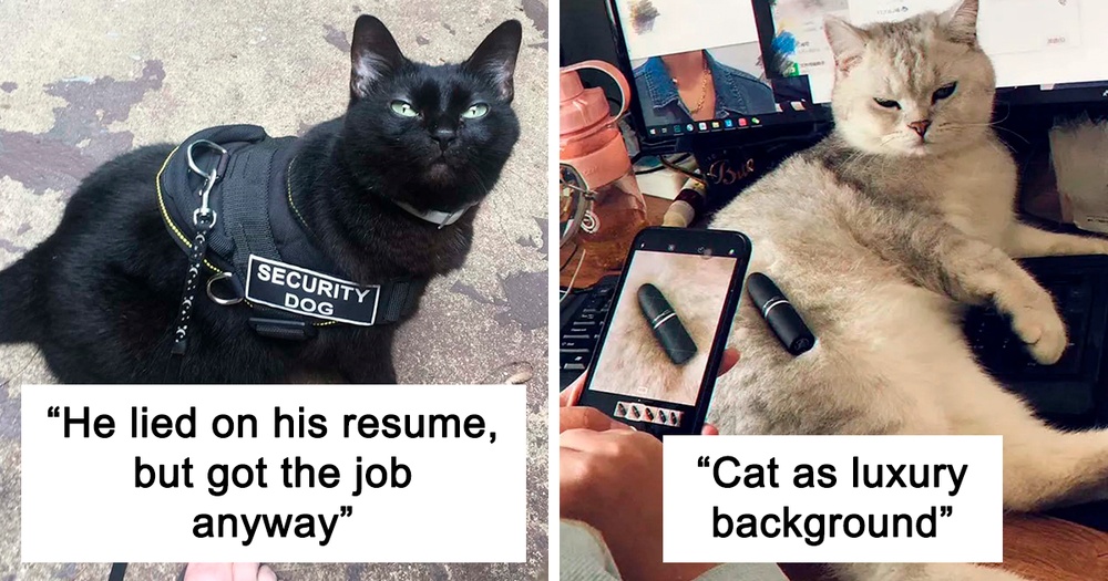 This Online Group Is Dedicated To Cats With Jobs, And Here Are 38 Of Them