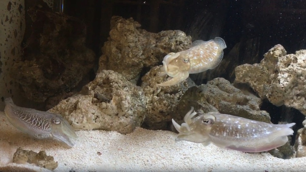 Watch cuttlefish 'waving' at each other in what scientists think might be communication