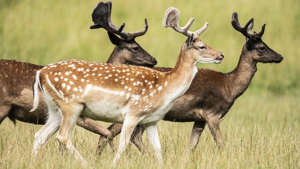 Study says animals, plants losing genetic diversity