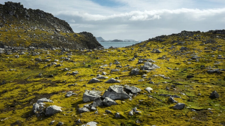 Greening of Antarctica shows how climate change affects the frozen continent