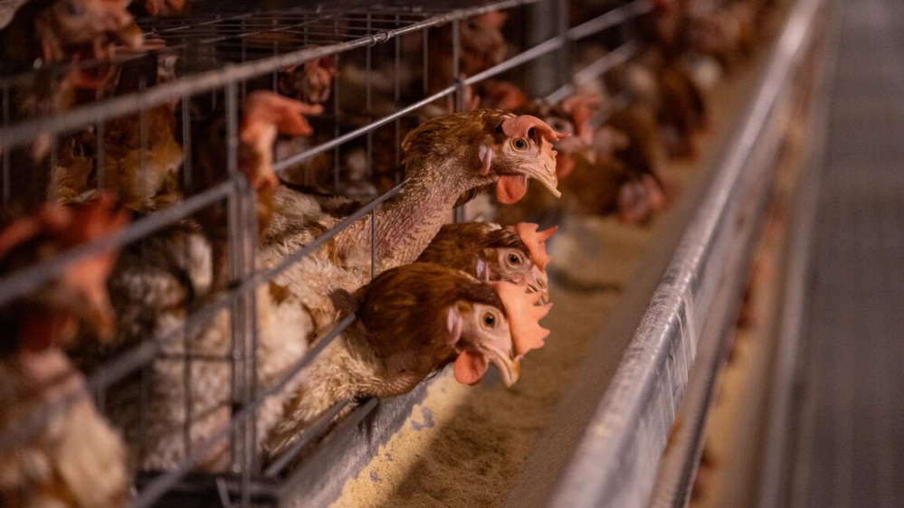 Everything you need to know about bird flu