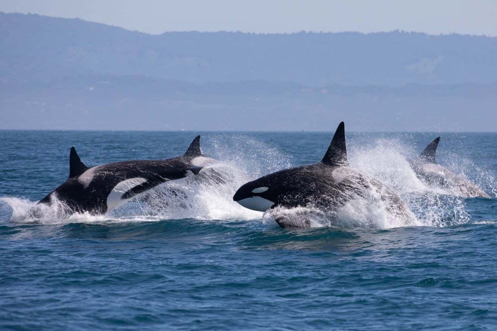 Orcas use kelp for mutual grooming, revealing tool use and social bonding.