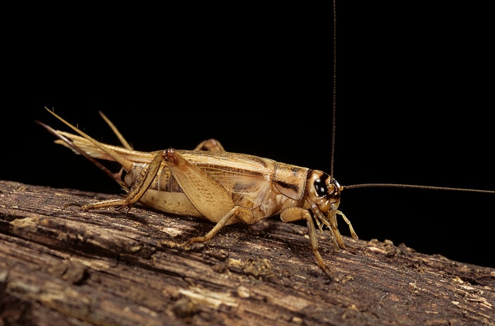 Ground Crickets Commonly Added to Foods Under the Name 'Acheta Powder'?
