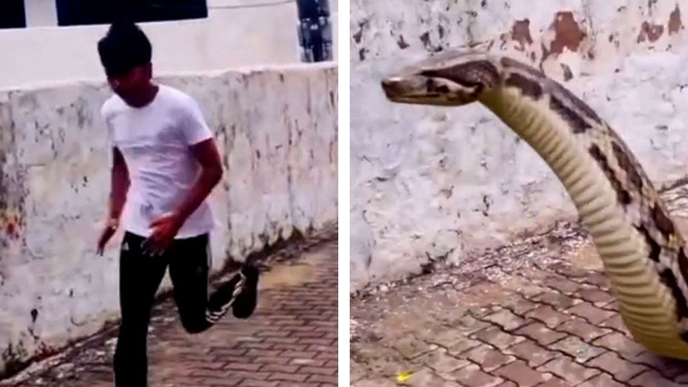 Fact Check: Video Shows a Massive, Fast-Crawling Snake Chasing a Man Down an Alleyway?