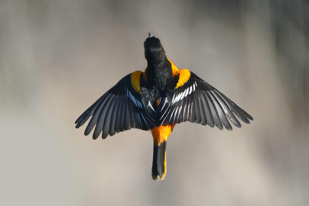 Solar Storms Can Hinder Bird Migration