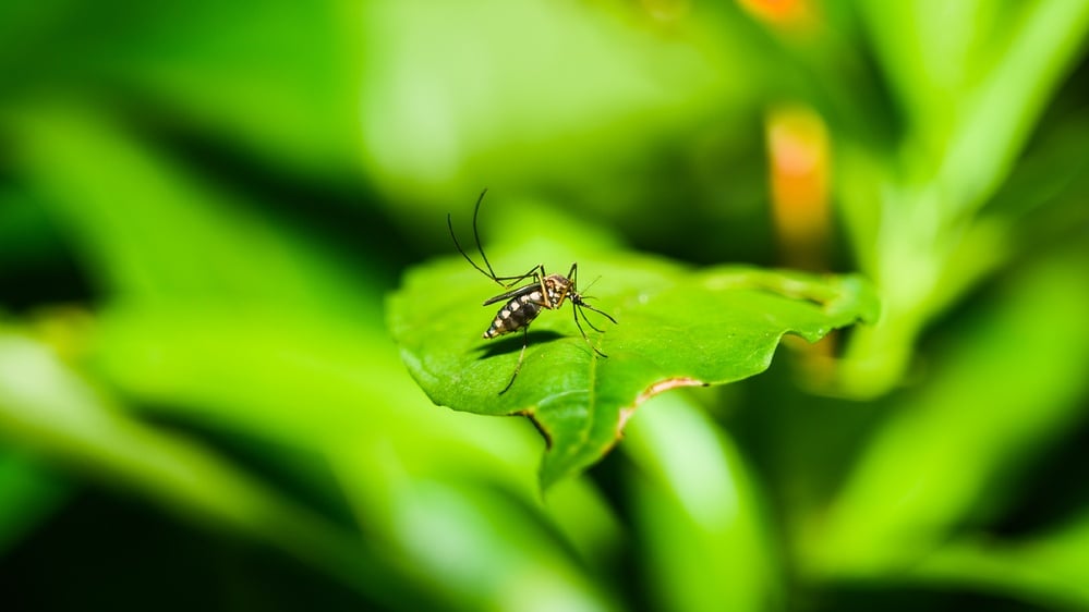 Chikungunya outbreak prompts strict response in China with civil rights concerns
