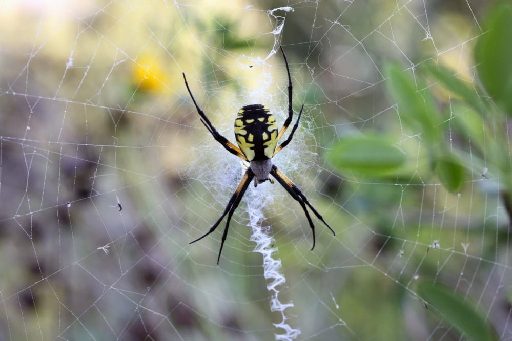 Everything you need to know about the invasive Joro spider