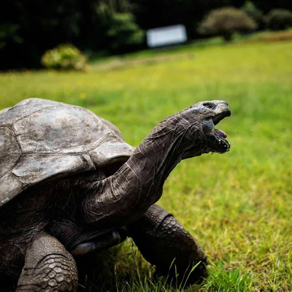 First-ever genome sequencing of 194-year-old Jonathan the tortoise reveals 287 longevity-linked gene variants and youthful mitochondrial methylation, per Science Advances study