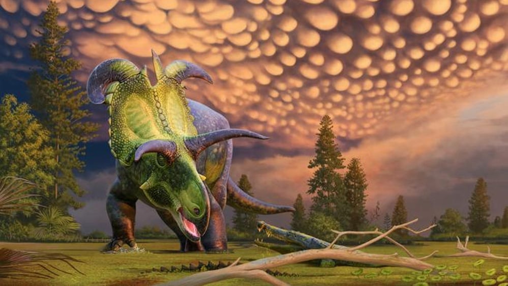 Discovery of new dinosaur species Lokiceratops rangiformis with unique horns