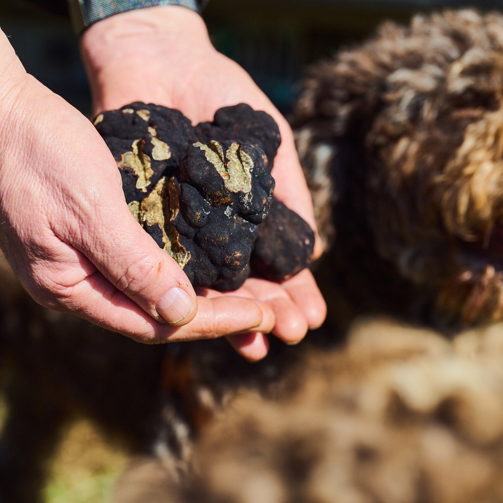 The Rush Is on for Oregon Truffles