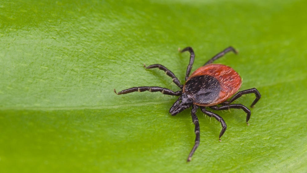 Multiple species of ticks in the US can transmit red meat allergy, CDC reports reveal