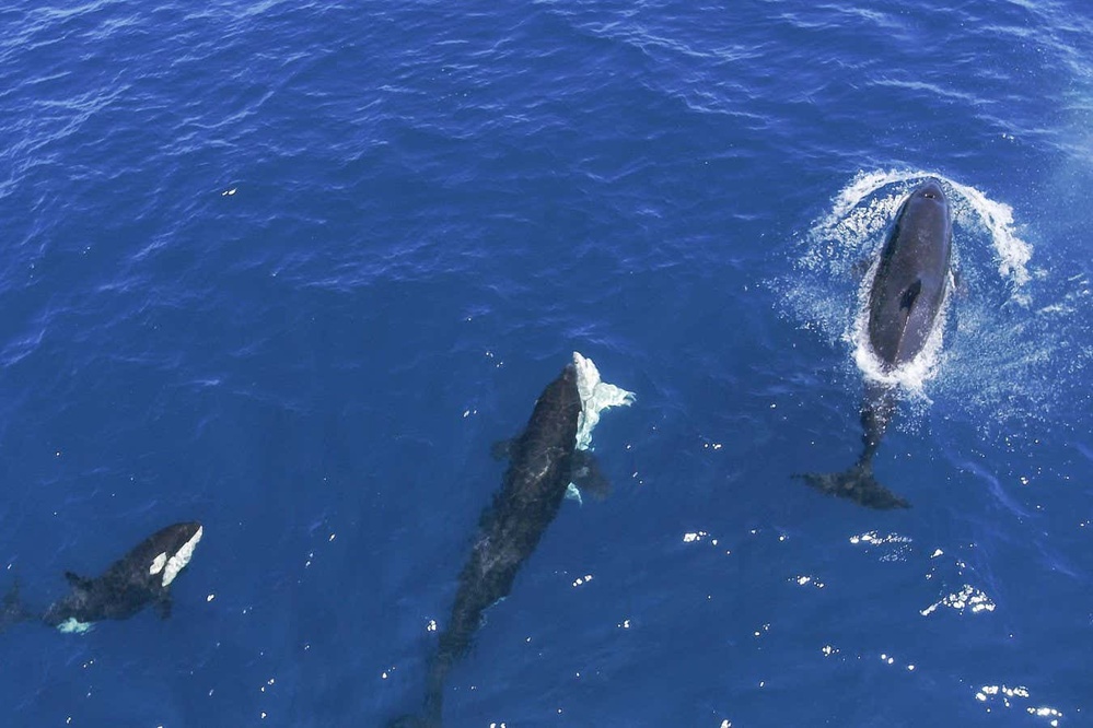 Orcas flip juvenile great whites to extract and eat their energy-rich livers