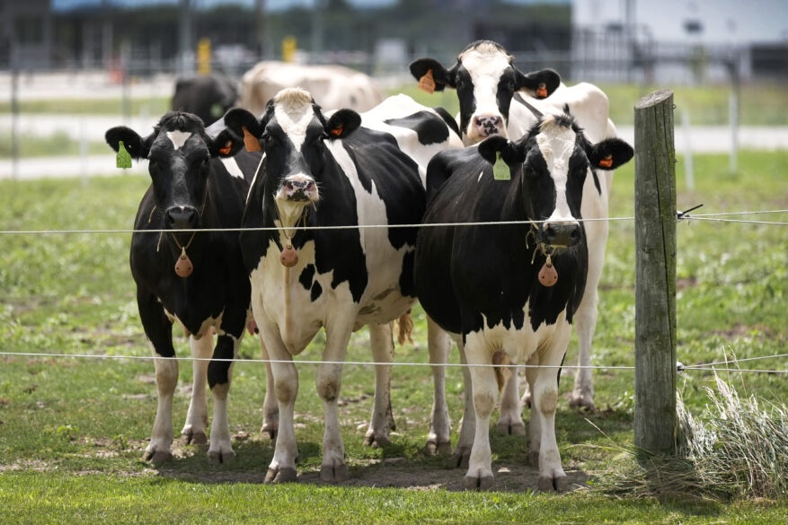 Bird Flu Is Ripping Through Northwest Farms, but Workers Are Rarely Tested