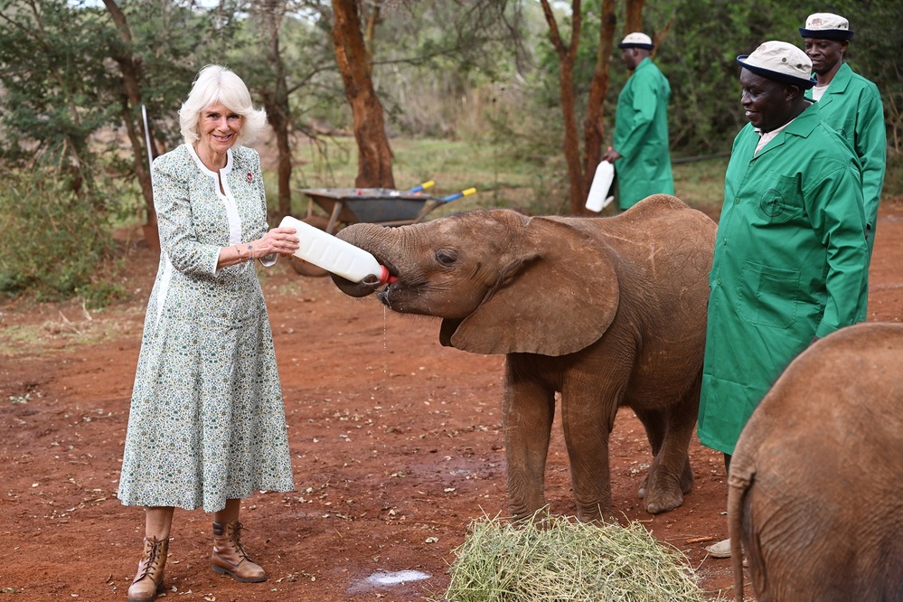 Queen Camilla Feeds a Baby Elephant While Visiting Kenya
