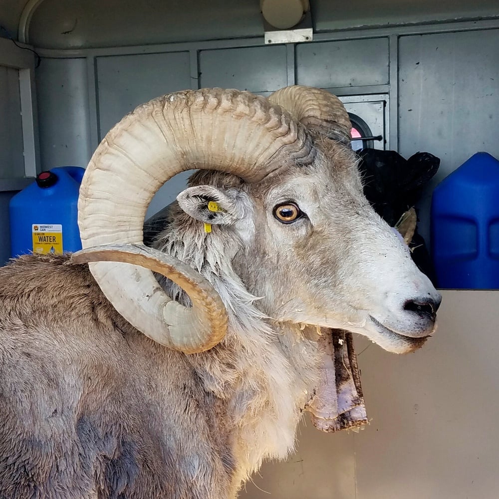 Rancher Gets 6 Months in Prison for Scheme to Create Giant Sheep Hybrid