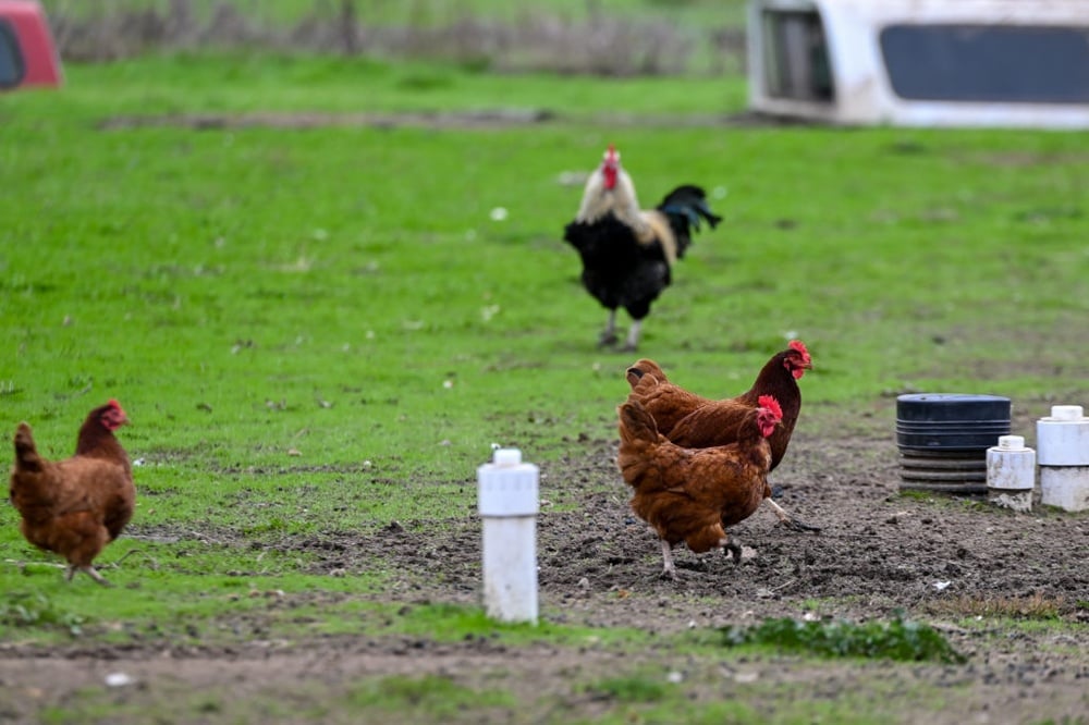 H5N1 bird flu first human death in the U.S. reported.