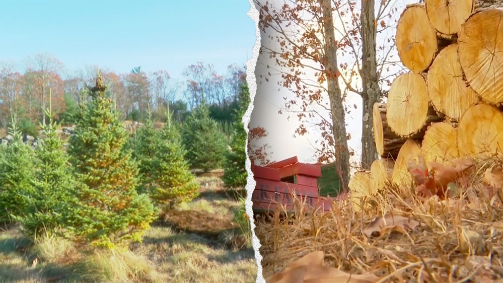 Christmas tree shortage projected from severe Northeast drought: 'We can't grow anything'