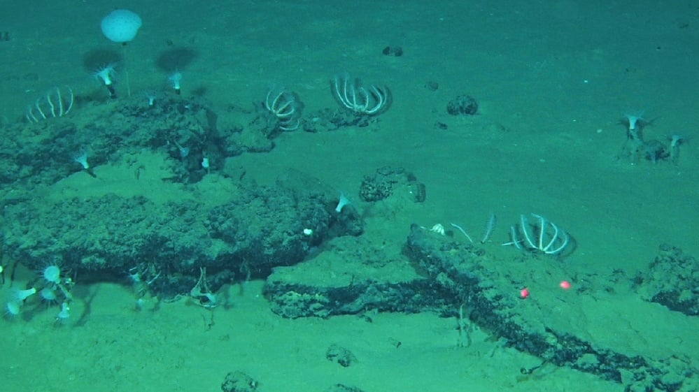 Five whale falls and ~476 fossils date to at least ~5.3 Ma