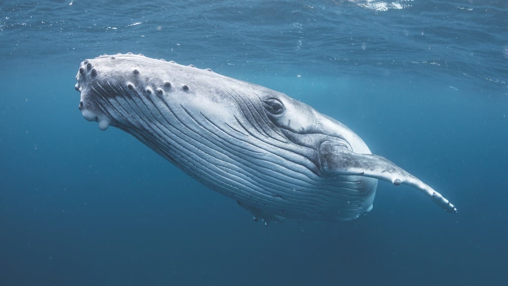 Male humpback whale crossed 3 oceans for sex, inadvertently breaking distance record for species