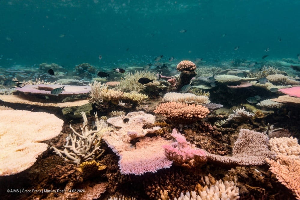 Great Barrier Reef faces extreme risk from unprecedented ocean temperatures