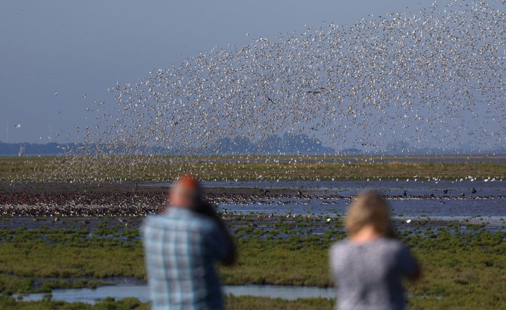 Landmark report details how human activities can disrupt animal migrations