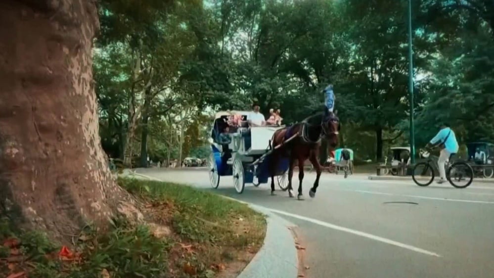 NYC Council votes 40-7 to ban Central Park horse carriages by June 2028 via Romanch's Law, named for a teen killed in June