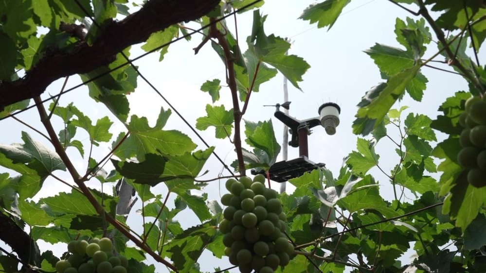Can AI help solve India's food and water insecurity?