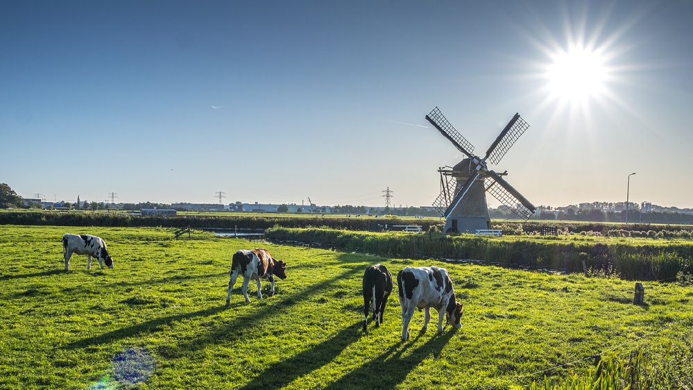 Netherlands aims to boost agricultural ties with China