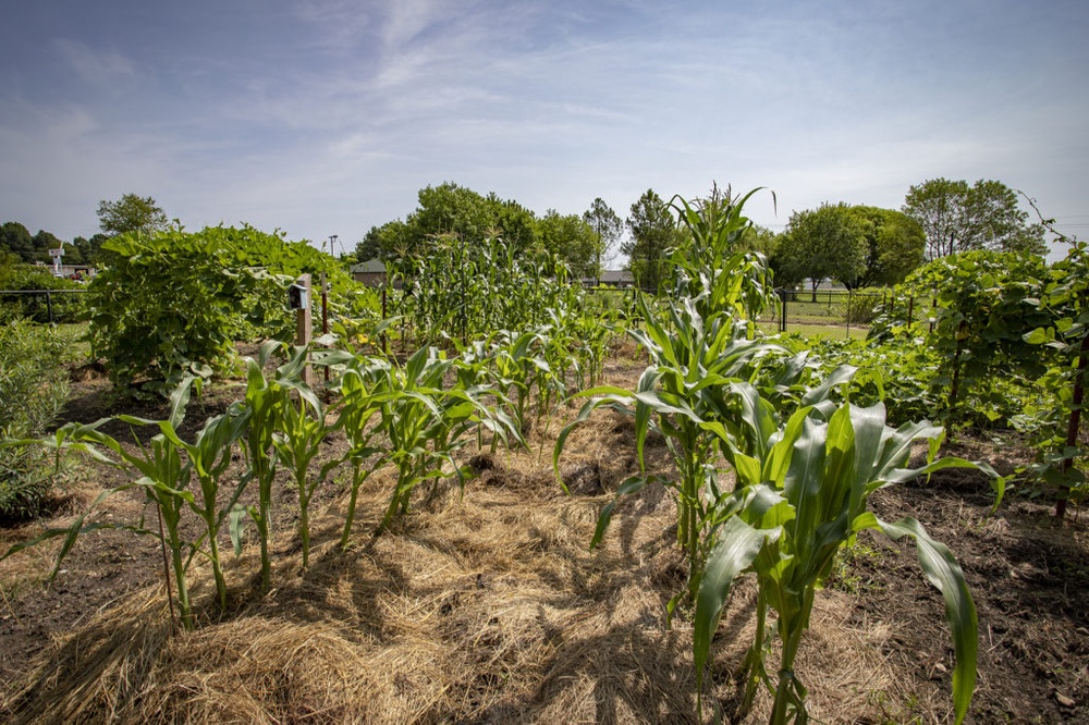 Through gardens, these Native communities are cultivating a solution to climate change