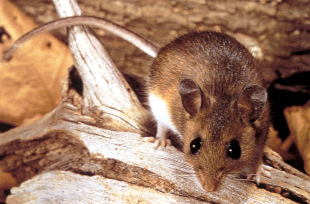 Why the Hantavirus Cruise Ship Outbreak Isn't Likely to Become a Global Crisis