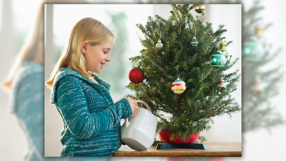 Rumor Has It Christmas Trees Will Last Longer if Given Hot Water. Experts Aren't Sure