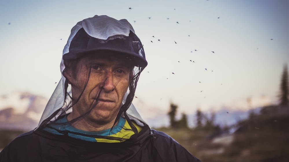 Why are flies attracted to humans?