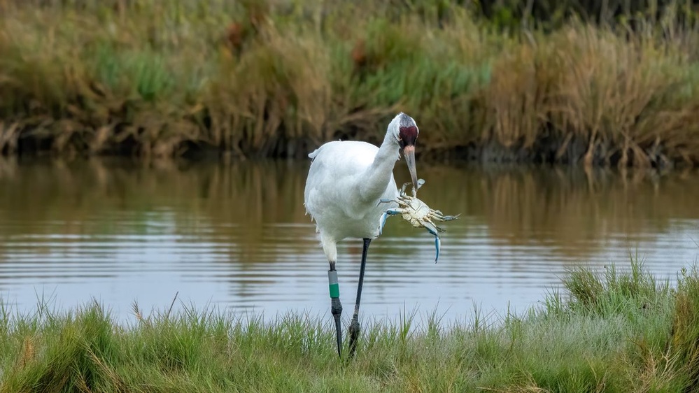How Trump admin rule changes could affect whooping crane habitats