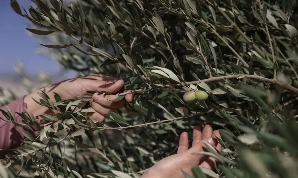 Source: https://www.dawn.com/news/2037356/palestinians-fear-violent-olive-harvest-ahead-of-israeli-elections