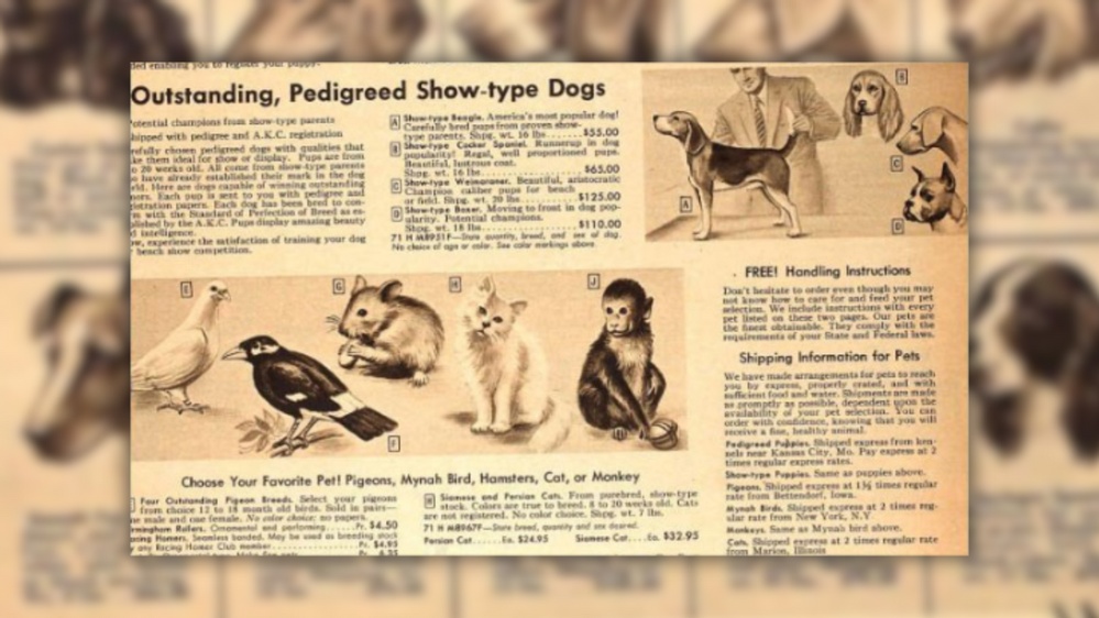 Sears Catalogs Once Sold Monkeys, Donkeys and Other Animals?