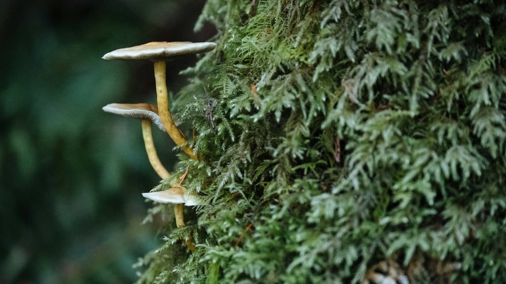 Fungi play a key role in carbon sequestration