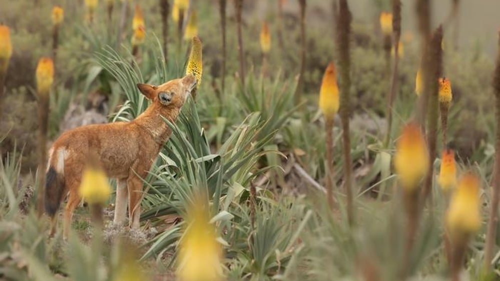 Wolves in Ethiopia spotted licking 'red hot poker' flowers like lollipops