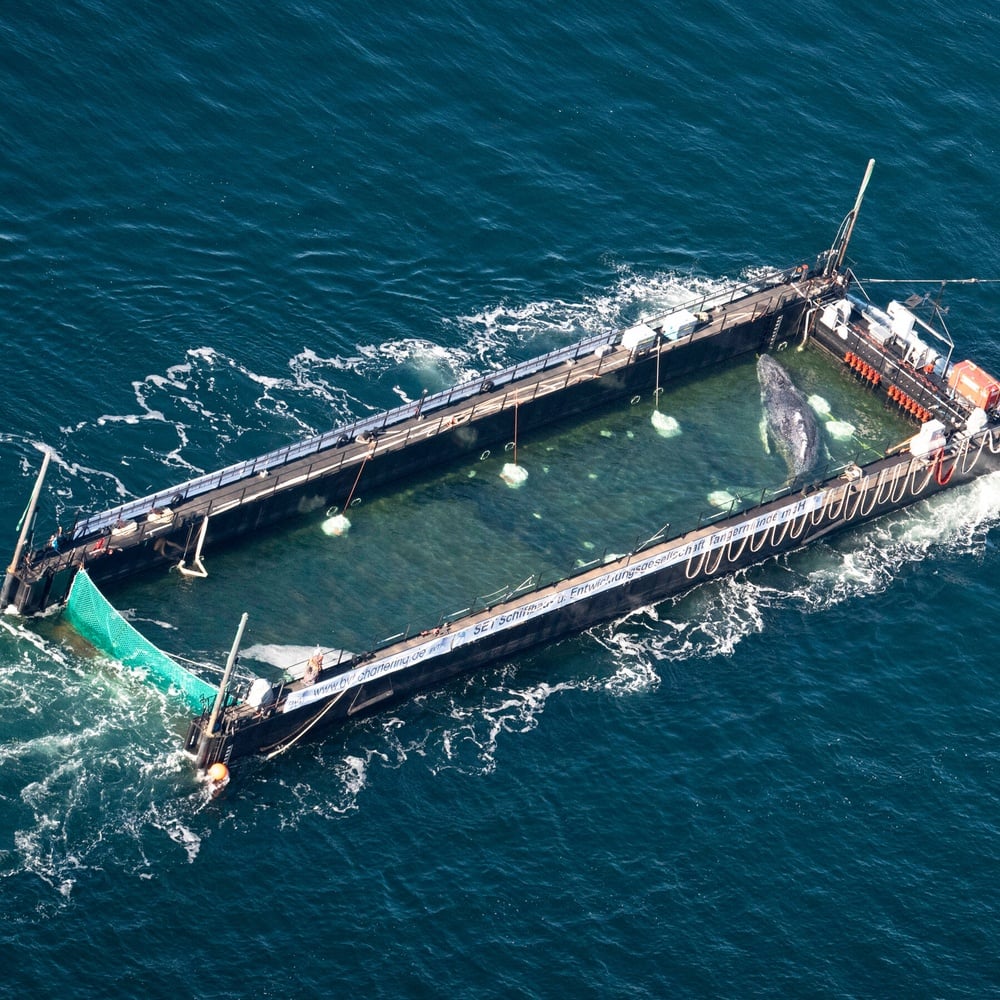 Private rescue transports Timmy from Baltic stranding to North Sea release