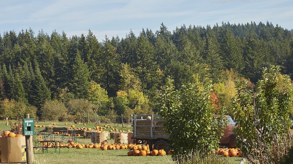 Forests and foods