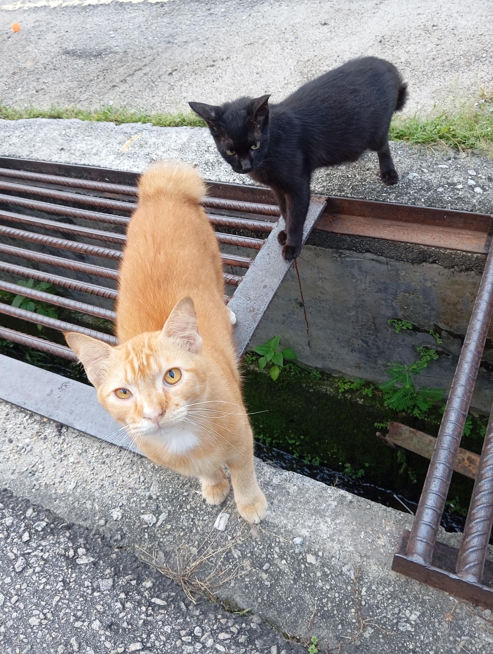 cats i met this week #Malaysia #kucing #katze #catsofmastodon #caturday