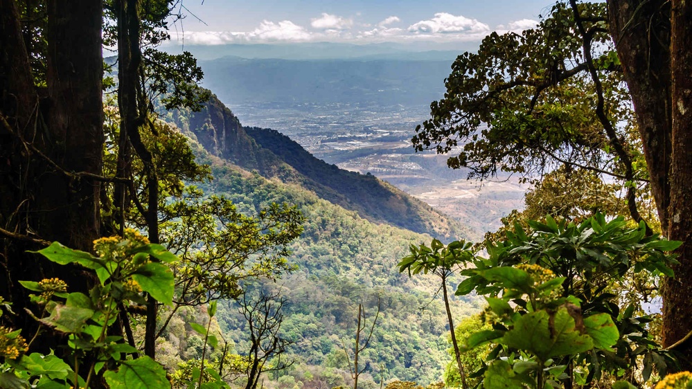 Excerpt: The Dawn of Carbon Offsets Through Forestation