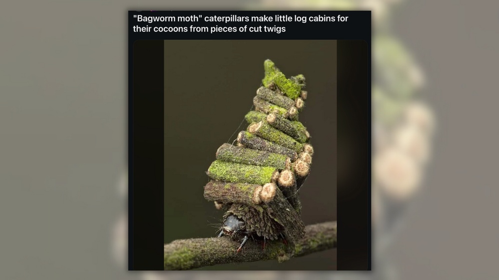 Pic Genuinely Shows Bagworm Moth Caterpillar and Its 'Little Log Cabin'?