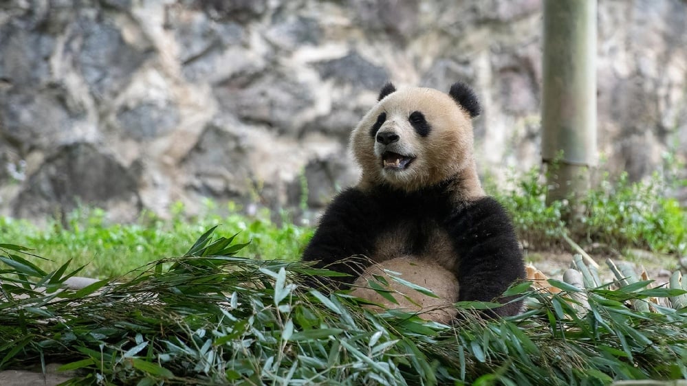 Giant pandas Bao Li and Qing Bao return to the National Zoo