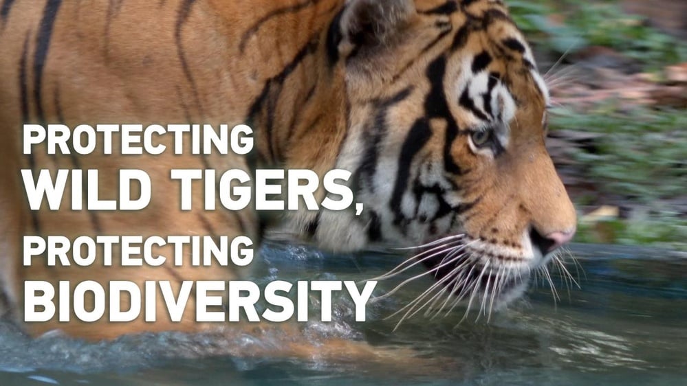 Tiger protection enhances biodiversity conservation efforts globally.