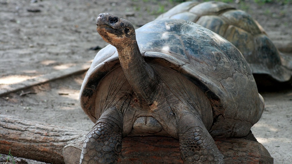 'Seemingly impossible': Endangered tortoise becomes first-time mom at about 100 years old