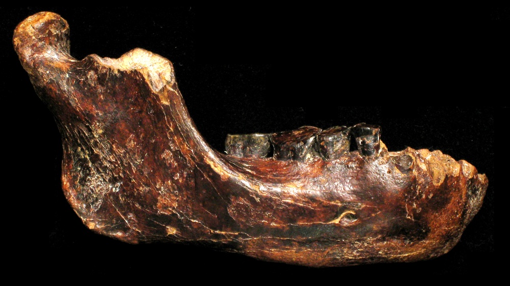Extremely rare Denisovan jawbone confirms human cousins spread across Asia