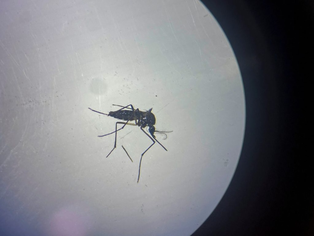 What's behind the recent surge in mosquito-borne illnesses