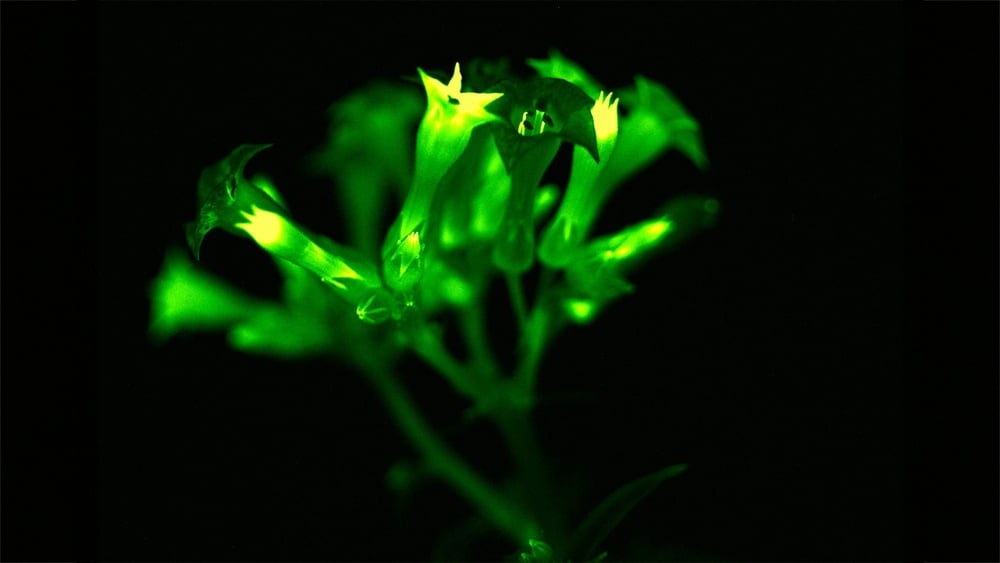 A Glowing Petunia Could Radicalize Your View of Plants