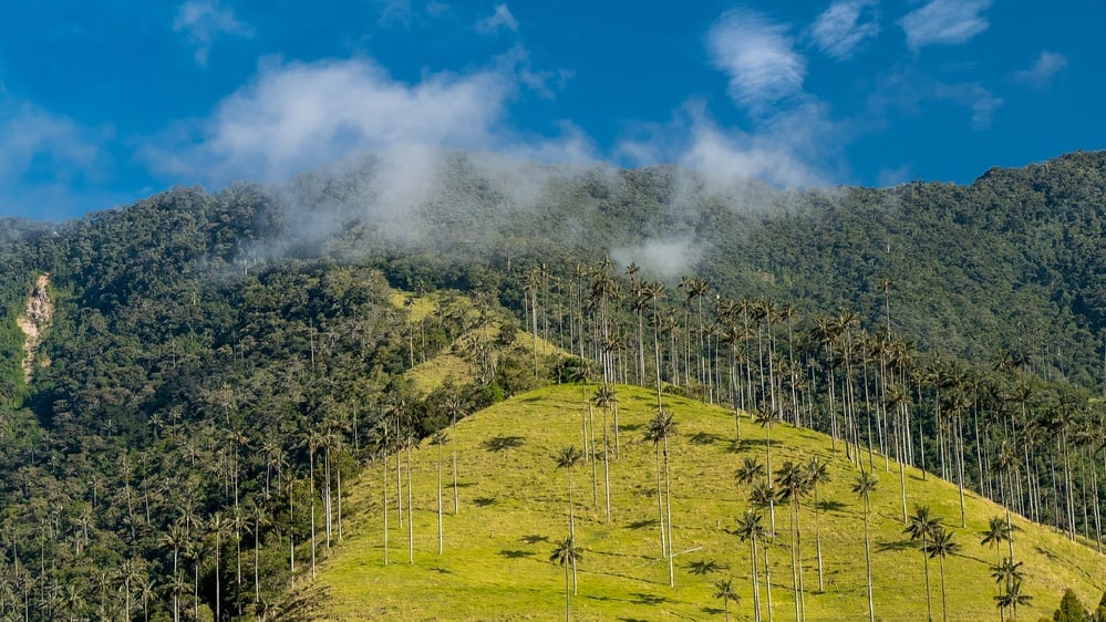 Biodiversity is at critical risk due to deforestation activities.